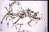  (Dioscorea benthamii - GBA-DWQJM173)  @11 [ ] by-nc-sa  Xue-Jun Ge Herbarium of South China Botanical Garden