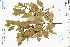 ( - GBA-DWQJM181)  @11 [ ] by-nc-sa  Xue-Jun Ge Herbarium of South China Botanical Garden