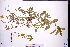  (Acalypha australis - GBA-DWQJM214)  @11 [ ] by-nc-sa  Xue-Jun Ge Herbarium of South China Botanical Garden