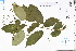  ( - GBA-DWQJM254)  @11 [ ] by-nc-sa  Xue-Jun Ge Herbarium of South China Botanical Garden