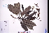  ( - GBA-DWQJM260)  @11 [ ] by-nc-sa  Xue-Jun Ge Herbarium of South China Botanical Garden