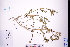  (Suaeda australis - GBA-DWQJM266)  @11 [ ] by-nc-sa  Xue-Jun Ge Herbarium of South China Botanical Garden