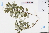  (Vitex rotundifolia - GBA-DWQJM273)  @11 [ ] by-nc-sa  Xue-Jun Ge Herbarium of South China Botanical Garden