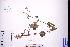  ( - GBA-DWQJM308)  @11 [ ] by-nc-sa  Xue-Jun Ge Herbarium of South China Botanical Garden