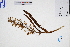  ( - GBA-DWQJM322)  @11 [ ] by-nc-sa  Xue-Jun Ge Herbarium of South China Botanical Garden