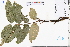  ( - GBA-DWQJM358)  @11 [ ] by-nc-sa  Xue-Jun Ge Herbarium of South China Botanical Garden