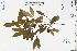  ( - GBA-DWQJM371)  @11 [ ] by-nc-sa  Xue-Jun Ge Herbarium of South China Botanical Garden