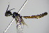  ( - BC ZSM HYM 16159)  @13 [ ] CreativeCommons - Attribution Non-Commercial Share-Alike (2015) Unspecified SNSB, Zoologische Staatssammlung Muenchen