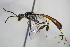  ( - BC ZSM HYM 16168)  @13 [ ] CreativeCommons - Attribution Non-Commercial Share-Alike (2015) Unspecified SNSB, Zoologische Staatssammlung Muenchen