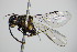  ( - BC ZSM HYM 16207)  @12 [ ] CreativeCommons - Attribution Non-Commercial Share-Alike (2015) Unspecified SNSB, Zoologische Staatssammlung Muenchen