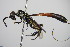 ( - BC ZSM HYM 16211)  @13 [ ] CreativeCommons - Attribution Non-Commercial Share-Alike (2015) Unspecified SNSB, Zoologische Staatssammlung Muenchen
