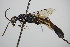  ( - BC ZSM HYM 16217)  @13 [ ] CreativeCommons - Attribution Non-Commercial Share-Alike (2015) Unspecified SNSB, Zoologische Staatssammlung Muenchen