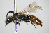  ( - BC ZSM HYM 16225)  @13 [ ] CreativeCommons - Attribution Non-Commercial Share-Alike (2015) Unspecified SNSB, Zoologische Staatssammlung Muenchen
