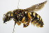  (Rhodanthidium septemdentatum - BC ZSM HYM 16234)  @14 [ ] CreativeCommons - Attribution Non-Commercial Share-Alike (2015) Unspecified SNSB, Zoologische Staatssammlung Muenchen