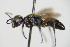  ( - BC ZSM HYM 16238)  @13 [ ] CreativeCommons - Attribution Non-Commercial Share-Alike (2015) Unspecified SNSB, Zoologische Staatssammlung Muenchen