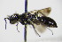  (Miscophus concolor - BC ZSM HYM 16239)  @13 [ ] CreativeCommons - Attribution Non-Commercial Share-Alike (2015) Unspecified SNSB, Zoologische Staatssammlung Muenchen