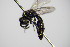  ( - BC ZSM HYM 16240)  @12 [ ] CreativeCommons - Attribution Non-Commercial Share-Alike (2015) Unspecified SNSB, Zoologische Staatssammlung Muenchen