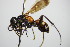  ( - BC ZSM HYM 16242)  @11 [ ] CreativeCommons - Attribution Non-Commercial Share-Alike (2015) Unspecified SNSB, Zoologische Staatssammlung Muenchen
