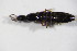  ( - GBOL_Col_FK_09272)  @11 [ ] CreativeCommons - Attribution Non-Commercial Share-Alike (2015) Unspecified SNSB, Zoologische Staatssammlung Muenchen