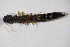  ( - GBOL_Col_FK_09273)  @11 [ ] CreativeCommons - Attribution Non-Commercial Share-Alike (2015) Unspecified SNSB, Zoologische Staatssammlung Muenchen
