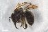  ( - ZFMK-TIS-2597690)  @11 [ ] CreativeCommons  Attribution Share-Alike (by-sa) 818 (2017) Unspecified Zoologisches Forschungsmuseum Alexander Koenig