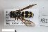  (Microdynerus nugdunenesis - ZFMK-TIS-2598166)  @11 [ ] CreativeCommons  Attribution Share-Alike (by-sa) 818 (2017) Unspecified Zoologisches Forschungsmuseum Alexander Koenig