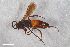  ( - ZFMK-TIS-2603571)  @11 [ ] CreativeCommons  Attribution Share-Alike (by-sa) 818 (2017) Unspecified Zoologisches Forschungsmuseum Alexander Koenig