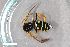  (Polistes nimphus - ZFMK-TIS-2603595)  @11 [ ] CreativeCommons  Attribution Share-Alike (by-sa) 818 (2017) Unspecified Zoologisches Forschungsmuseum Alexander Koenig
