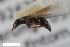  ( - ZFMK-TIS-2603689)  @11 [ ] CreativeCommons  Attribution Share-Alike (by-sa) 818 (2017) Unspecified Zoologisches Forschungsmuseum Alexander Koenig