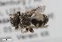  ( - ZFMK-TIS-2603738)  @11 [ ] CreativeCommons  Attribution Share-Alike (by-sa) 818 (2017) Unspecified Zoologisches Forschungsmuseum Alexander Koenig