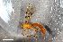  ( - ZFMK-TIS-2606003)  @11 [ ] CreativeCommons  Attribution Share-Alike (by-sa) 818 (2017) Unspecified Zoologisches Forschungsmuseum Alexander Koenig