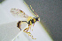  ( - BC-ZSM-HYM-23653-B05)  @11 [ ] CreativeCommons - Attribution Non-Commercial Share-Alike (2017) SNSB, Staatliche Naturwissenschaftliche Sammlungen Bayerns ZSM (SNSB, Zoologische Staatssammlung Muenchen)