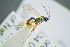  ( - BC-ZSM-HYM-23653-B06)  @11 [ ] CreativeCommons - Attribution Non-Commercial Share-Alike (2017) SNSB, Staatliche Naturwissenschaftliche Sammlungen Bayerns ZSM (SNSB, Zoologische Staatssammlung Muenchen)