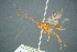  ( - BC-ZSM-HYM-23653-B12)  @11 [ ] CreativeCommons - Attribution Non-Commercial Share-Alike (2017) SNSB, Staatliche Naturwissenschaftliche Sammlungen Bayerns ZSM (SNSB, Zoologische Staatssammlung Muenchen)