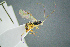  ( - BC-ZSM-HYM-23653-C01)  @11 [ ] CreativeCommons - Attribution Non-Commercial Share-Alike (2017) SNSB, Staatliche Naturwissenschaftliche Sammlungen Bayerns ZSM (SNSB, Zoologische Staatssammlung Muenchen)