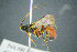  ( - BC-ZSM-HYM-23653-D04)  @13 [ ] CreativeCommons - Attribution Non-Commercial Share-Alike (2017) SNSB, Staatliche Naturwissenschaftliche Sammlungen Bayerns ZSM (SNSB, Zoologische Staatssammlung Muenchen)