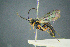  ( - BC-ZSM-HYM-23653-F02)  @11 [ ] CreativeCommons - Attribution Non-Commercial Share-Alike (2017) SNSB, Staatliche Naturwissenschaftliche Sammlungen Bayerns ZSM (SNSB, Zoologische Staatssammlung Muenchen)