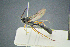  ( - BC-ZSM-HYM-23653-F04)  @11 [ ] CreativeCommons - Attribution Non-Commercial Share-Alike (2017) SNSB, Staatliche Naturwissenschaftliche Sammlungen Bayerns ZSM (SNSB, Zoologische Staatssammlung Muenchen)