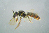  ( - BC-ZSM-HYM-23654-B01)  @13 [ ] CreativeCommons - Attribution Non-Commercial Share-Alike (2017) SNSB, Staatliche Naturwissenschaftliche Sammlungen Bayerns ZSM (SNSB, Zoologische Staatssammlung Muenchen)