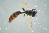  ( - BC-ZSM-HYM-23654-C10)  @12 [ ] CreativeCommons - Attribution Non-Commercial Share-Alike (2017) SNSB, Staatliche Naturwissenschaftliche Sammlungen Bayerns ZSM (SNSB, Zoologische Staatssammlung Muenchen)