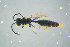  ( - BC-ZSM-HYM-23654-C11)  @13 [ ] CreativeCommons - Attribution Non-Commercial Share-Alike (2017) SNSB, Staatliche Naturwissenschaftliche Sammlungen Bayerns ZSM (SNSB, Zoologische Staatssammlung Muenchen)