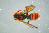  ( - BC-ZSM-HYM-23654-C12)  @12 [ ] CreativeCommons - Attribution Non-Commercial Share-Alike (2017) SNSB, Staatliche Naturwissenschaftliche Sammlungen Bayerns ZSM (SNSB, Zoologische Staatssammlung Muenchen)