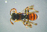  ( - BC-ZSM-HYM-23654-D01)  @12 [ ] CreativeCommons - Attribution Non-Commercial Share-Alike (2017) SNSB, Staatliche Naturwissenschaftliche Sammlungen Bayerns ZSM (SNSB, Zoologische Staatssammlung Muenchen)