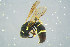  (Alastor - BC-ZSM-HYM-23654-D03)  @14 [ ] CreativeCommons - Attribution Non-Commercial Share-Alike (2017) SNSB, Staatliche Naturwissenschaftliche Sammlungen Bayerns ZSM (SNSB, Zoologische Staatssammlung Muenchen)