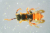  ( - BC-ZSM-HYM-23654-D09)  @11 [ ] CreativeCommons - Attribution Non-Commercial Share-Alike (2017) SNSB, Staatliche Naturwissenschaftliche Sammlungen Bayerns ZSM (SNSB, Zoologische Staatssammlung Muenchen)