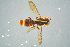  (Nomada furva - BC-ZSM-HYM-23654-D11)  @13 [ ] CreativeCommons - Attribution Non-Commercial Share-Alike (2017) SNSB, Staatliche Naturwissenschaftliche Sammlungen Bayerns ZSM (SNSB, Zoologische Staatssammlung Muenchen)