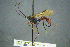  ( - BC-ZSM-HYM-27454-A02)  @11 [ ] CreativeCommons - Attribution Non-Commercial Share-Alike (2017) SNSB, Staatliche Naturwissenschaftliche Sammlungen Bayerns ZSM (SNSB, Zoologische Staatssammlung Muenchen)