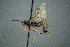  (Rhimphoctona melanura - BC-ZSM-HYM-27454-A08)  @13 [ ] CreativeCommons - Attribution Non-Commercial Share-Alike (2017) SNSB, Staatliche Naturwissenschaftliche Sammlungen Bayerns ZSM (SNSB, Zoologische Staatssammlung Muenchen)