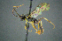  ( - BC-ZSM-HYM-27454-B04)  @14 [ ] CreativeCommons - Attribution Non-Commercial Share-Alike (2017) SNSB, Staatliche Naturwissenschaftliche Sammlungen Bayerns ZSM (SNSB, Zoologische Staatssammlung Muenchen)