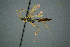  ( - BC-ZSM-HYM-27454-B08)  @13 [ ] CreativeCommons - Attribution Non-Commercial Share-Alike (2017) SNSB, Staatliche Naturwissenschaftliche Sammlungen Bayerns ZSM (SNSB, Zoologische Staatssammlung Muenchen)